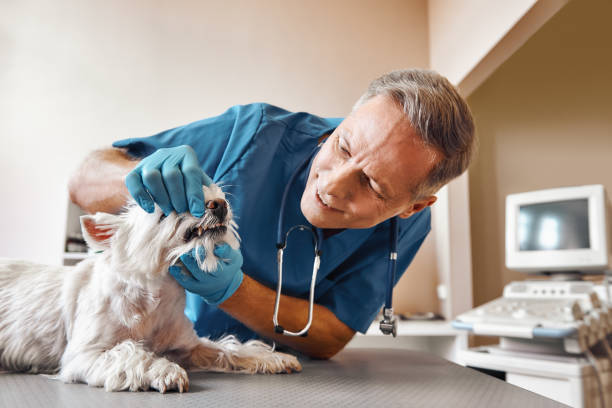 Best Emergency Dentist for Special Needs Patients in Haverhill, MA